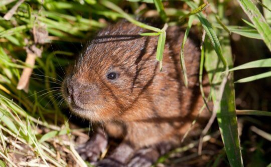 2. Wildlife - Baby water vole #1