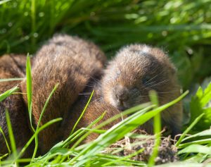 Two baby water voles sleeping