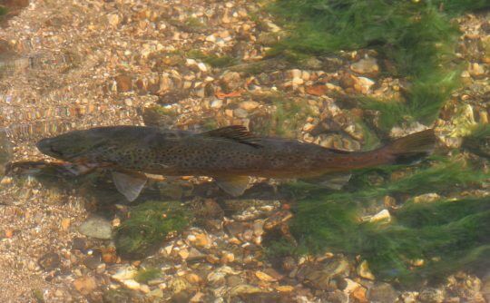 3.2 Wild Brown Trout