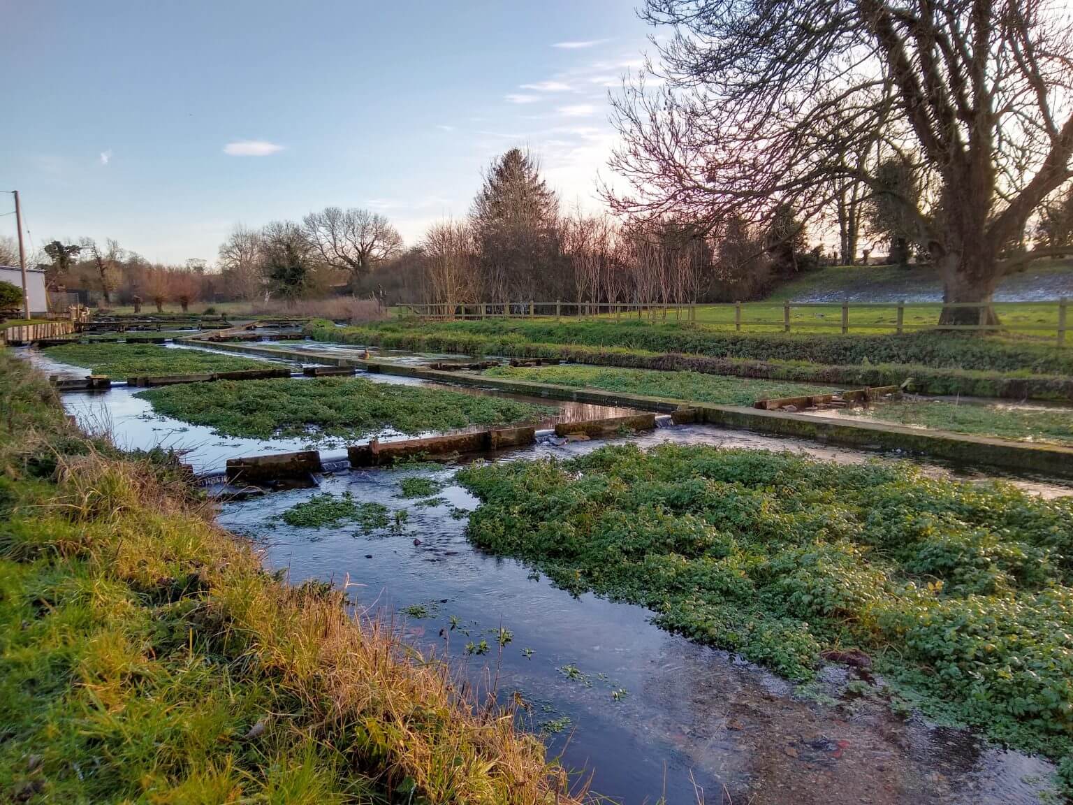 chilterns-streams-chilterns-chalk-stream-project