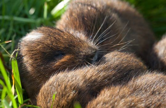 Baby water voles snoozing #4