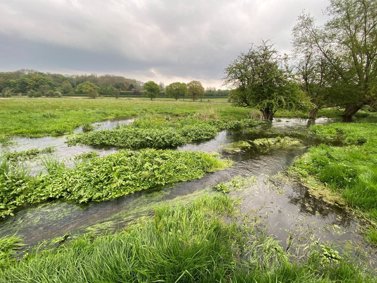 Misbourne at Chalfont St Giles