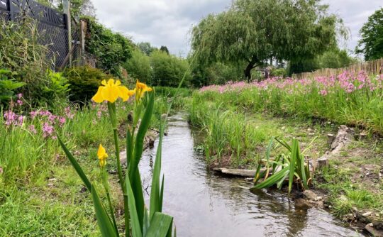 Chesham Moor wildflowers