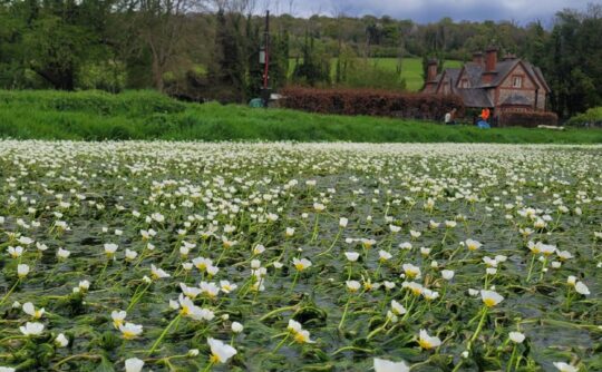hugenden with crowfoot
