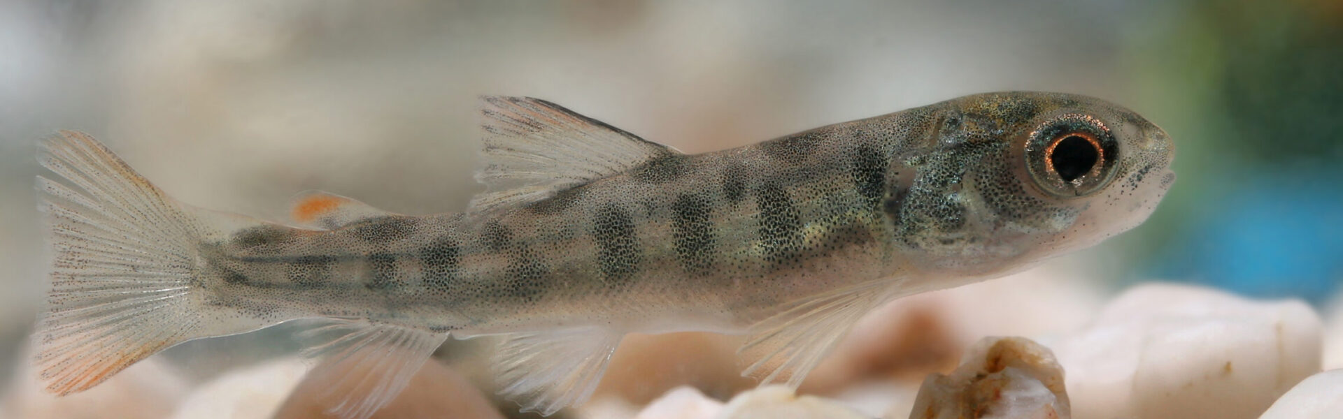 New brown trout breeding survey results out now!