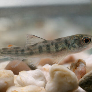 New brown trout breeding survey results out now!