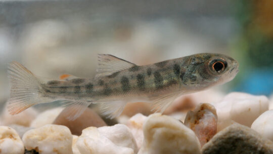 New brown trout breeding survey results out now!