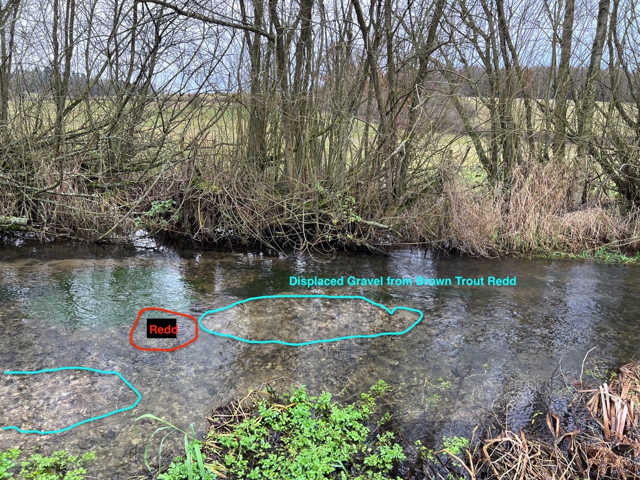 Picture identifying a 'redd' - a brown trout breeding site - in the gravel