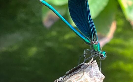 beautiful demoiselle