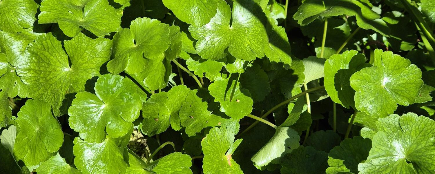 Fighting back against Floating Pennywort