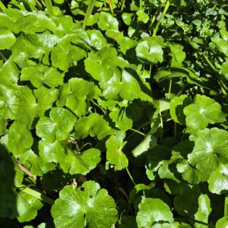 Fighting back against Floating Pennywort