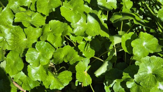 Fighting back against Floating Pennywort